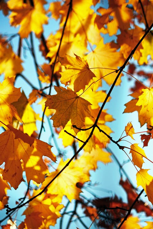 Blanket me with leaves… As sleep sinks down from the sky