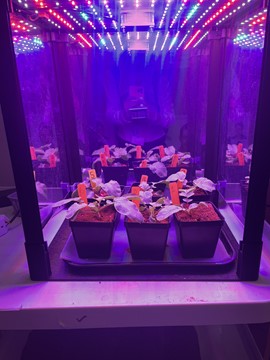 Freshman Research Students Contribute to NASA’s “Veggie” Experiment