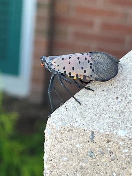 A lantern fly spotted outside LHS in October