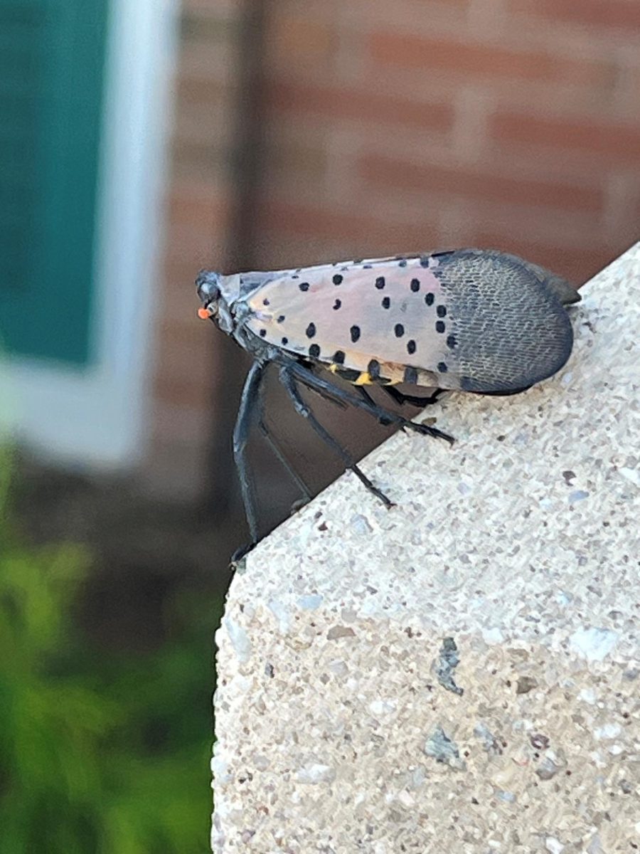 A lantern fly spotted outside LHS in October