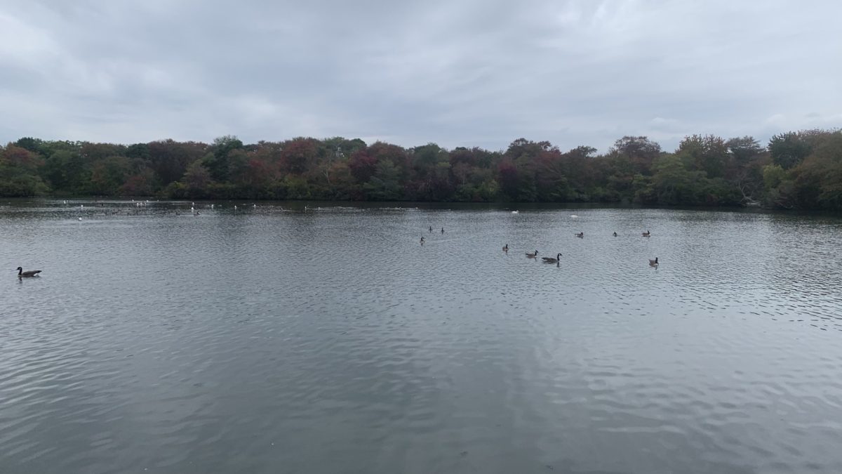 A pond at Belmont Lake State Park in West Babylon, NY
